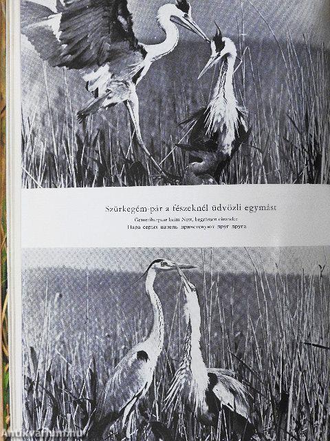 Kócsagok birodalma