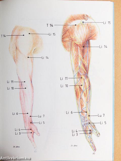 Az akupunktúra alapjai I.
