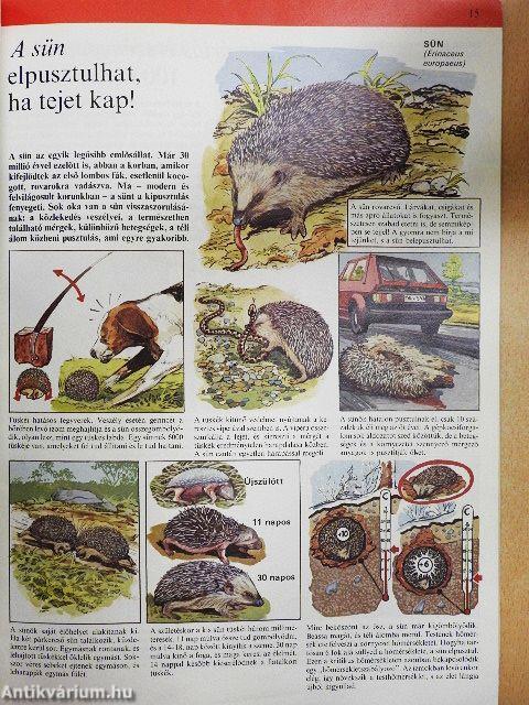 Az állatvilág képekben 1.