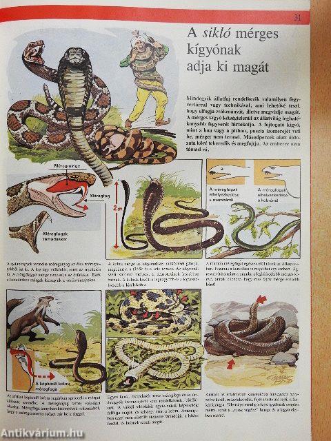 Az állatvilág képekben 6.