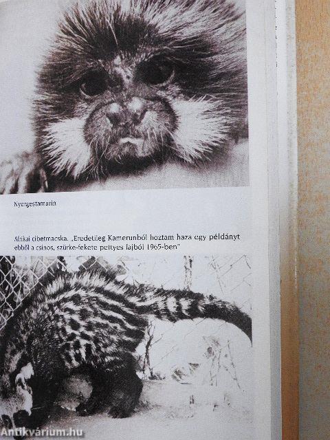 A lehorgonyzott bárka