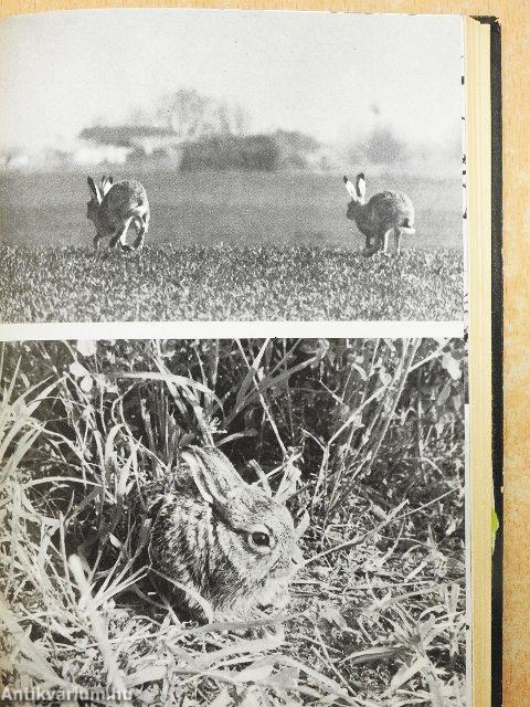 Minden nap vadásznap