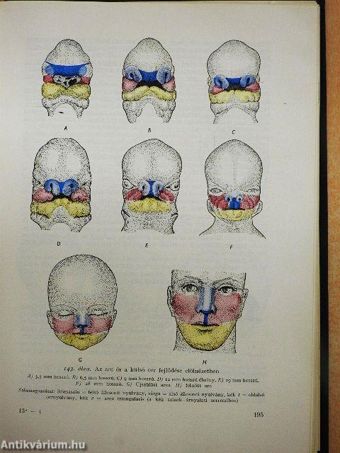 Az ember fejlődése