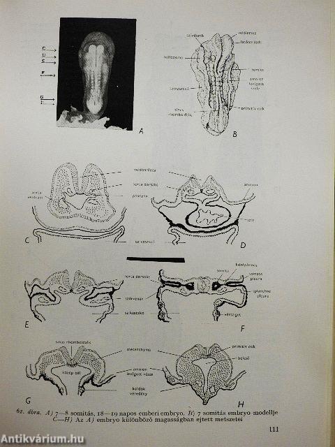 Az ember fejlődése