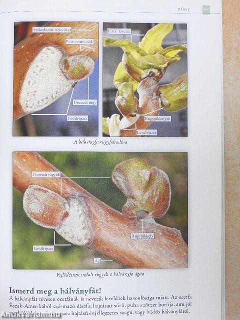 Bogárnézős vizsgálatok - Növényvilág