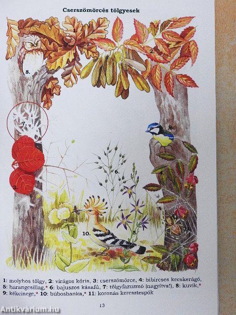 Kerekerdők szivárványa