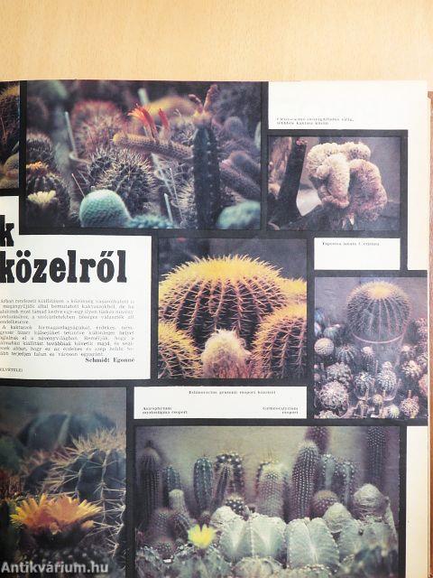 Nők Lapja 1981. január-december I-II.