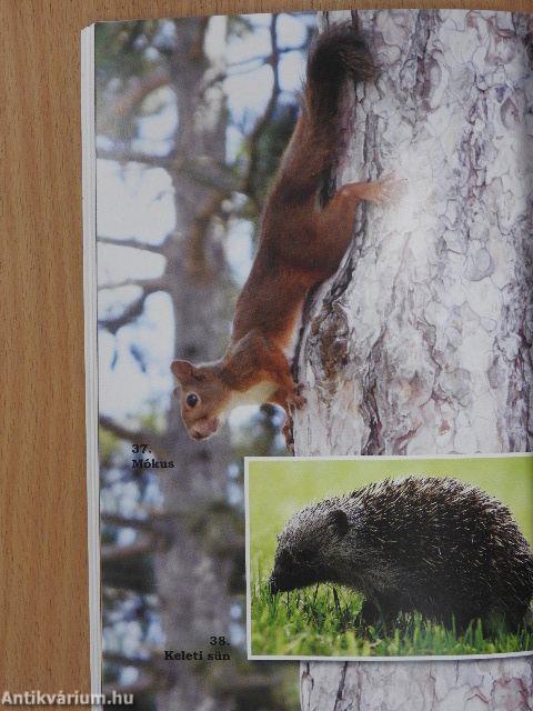 Kerekerdők szivárványa