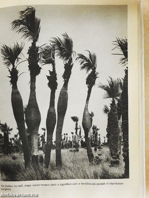 Rejtelmes-e a növényi élet?