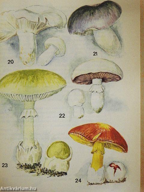 Kis növényhatározó rendszertani és ökológiai tájékoztatóval