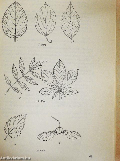 Kis növényhatározó rendszertani és ökológiai tájékoztatóval