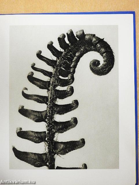 Karl Blossfeldt