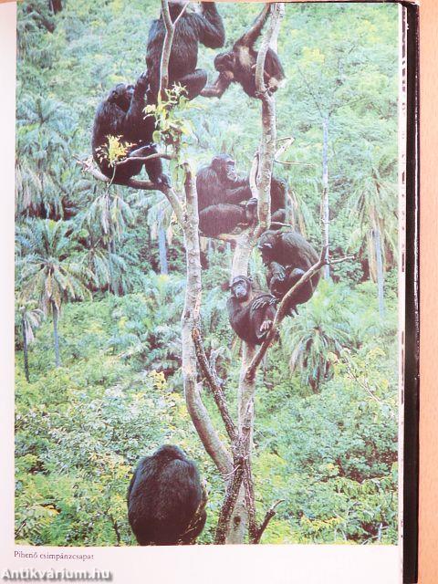 Az ember árnyékában