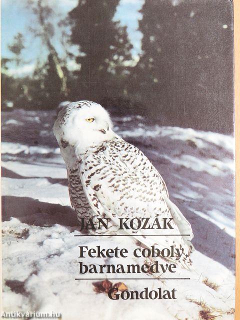 Fekete coboly, barnamedve