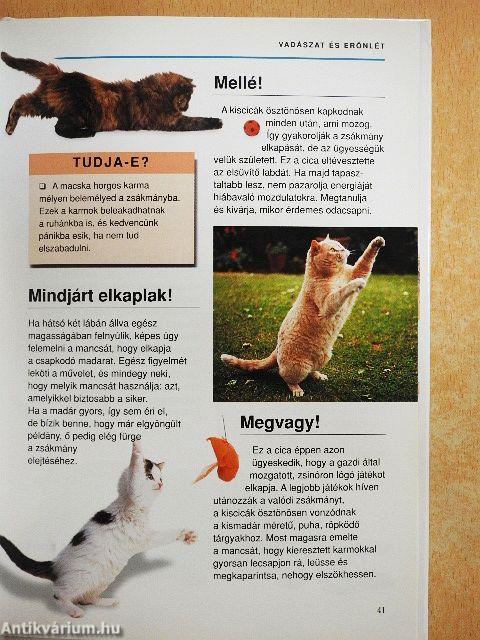 Mit gondol a macskám?