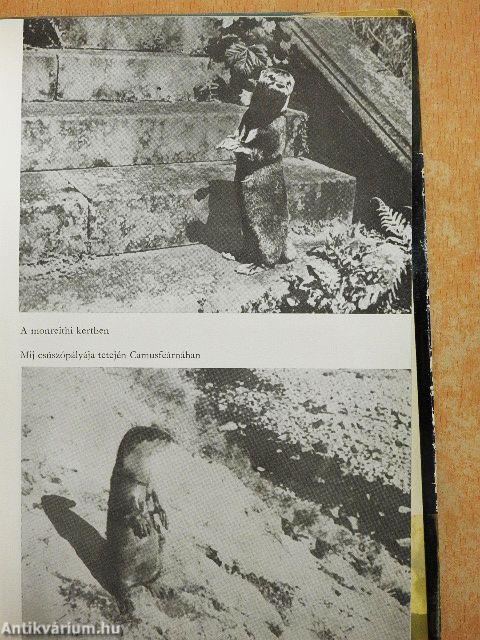 Csillogó vízgyűrűk