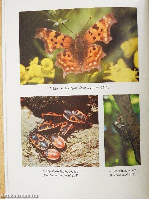 A Bakony rovarvilága