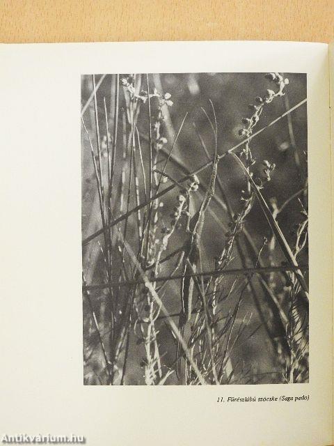 A Bükk természeti képe