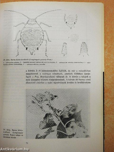 Levéltetvek a kertészetben