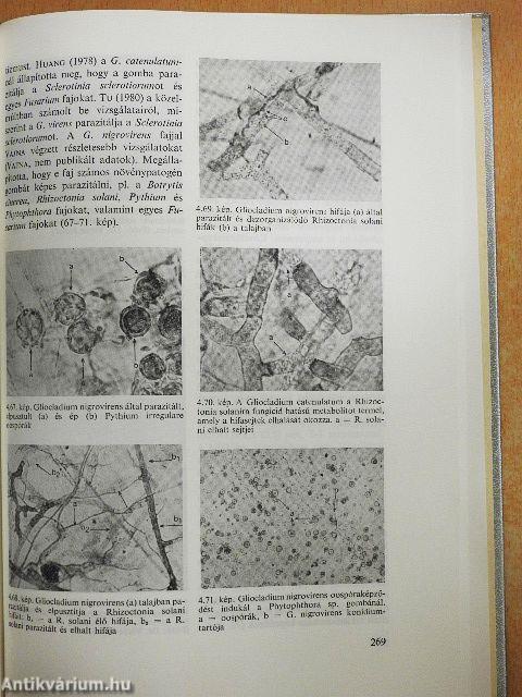 Növénypatogén gombák