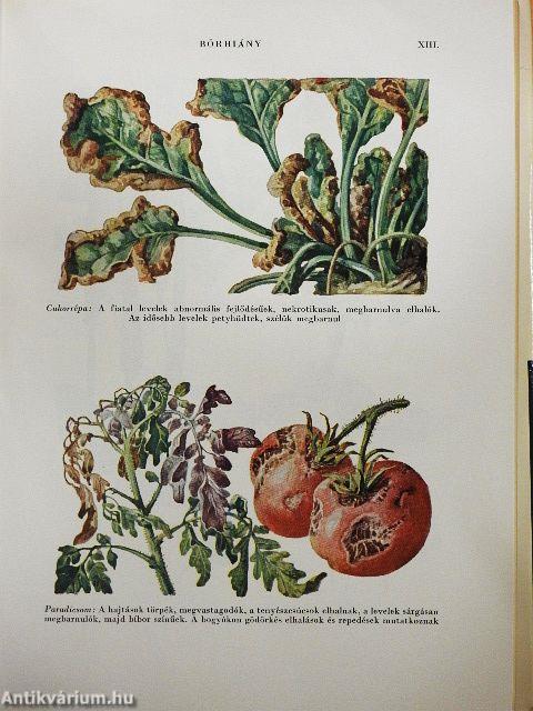 Növénykórtan I-II.