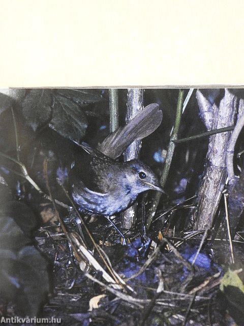 Tollas énekművészek