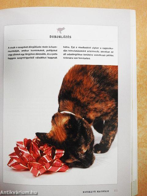 A macskák titkos nyelve