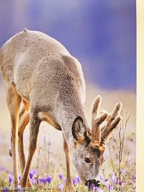 Vadászévkönyv 2023