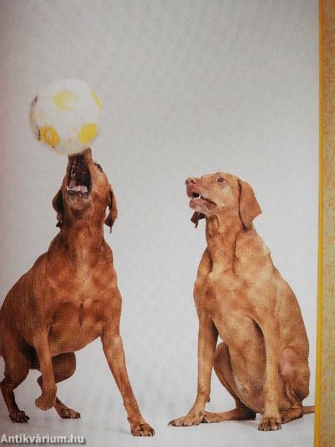 Demény bölcsességei