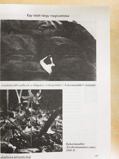 Bevezetés a szépirodalomba