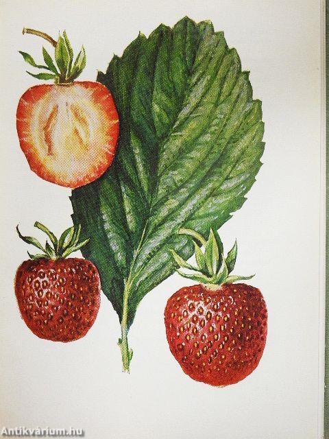 Gyümölcsfajták zsebkönyve