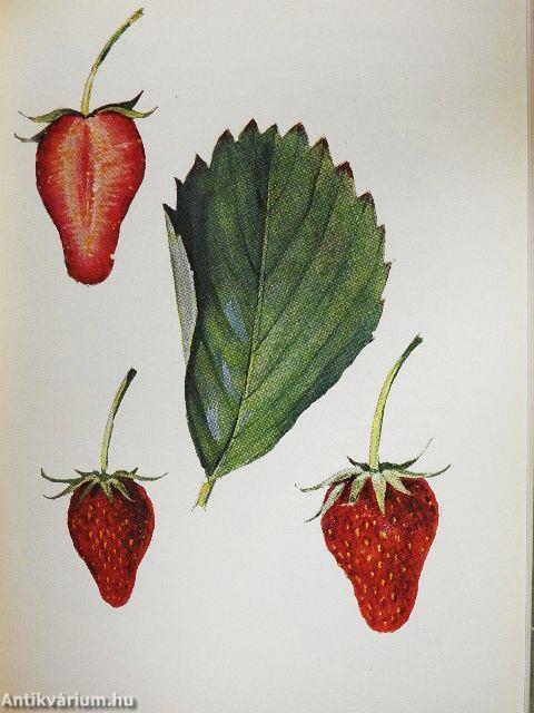 Gyümölcsfajták zsebkönyve