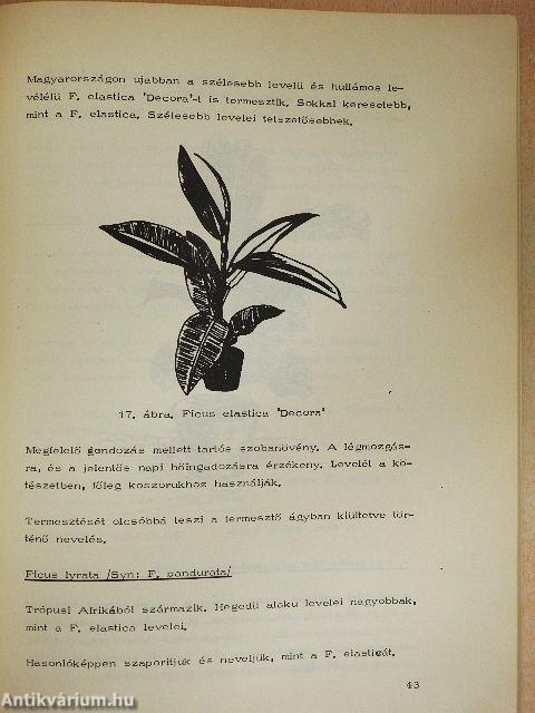 Dísznövénytermesztés III.