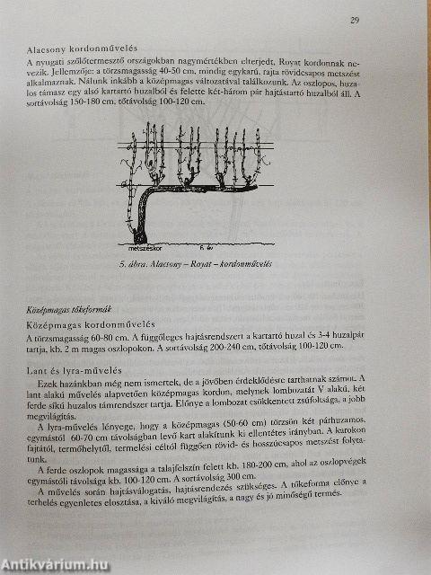 Vincellér vállalkozó