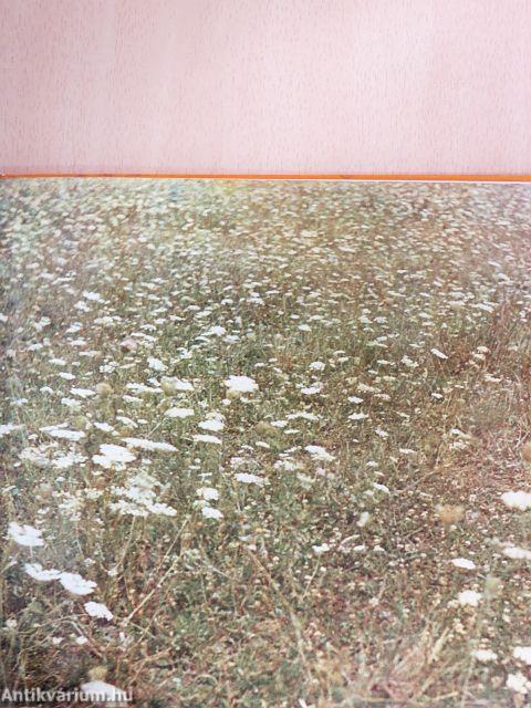 Komplex melioráció