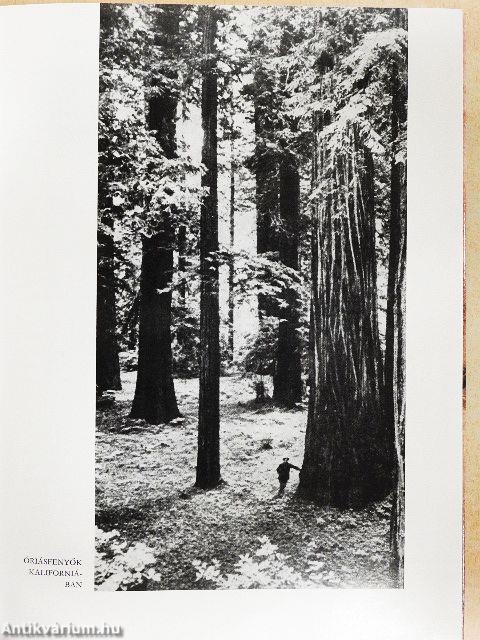 Expedíció az időben