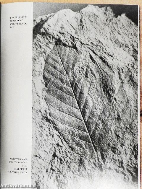 Expedíció az időben