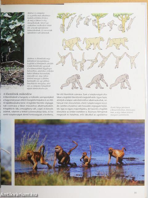 Az emberi evolúció világa