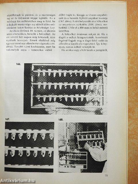 Anyanevelés a méhészetben