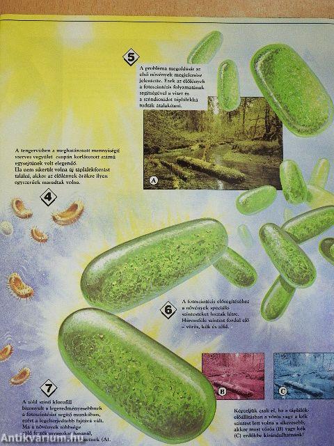 Élő Világ 1995/3.