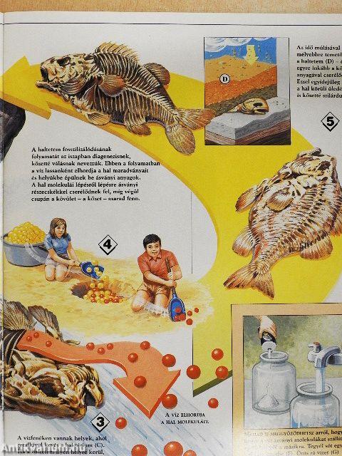 Élő Világ 1995/2.