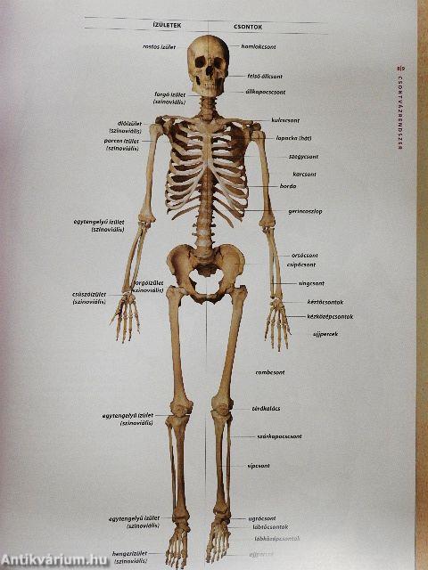 The Human Body Exhibition