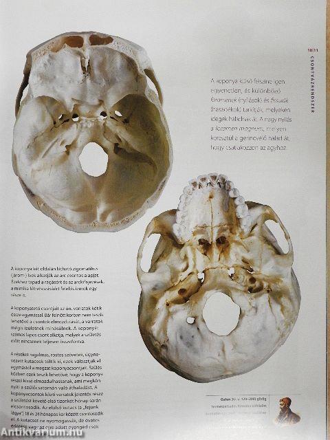 The Human Body Exhibition