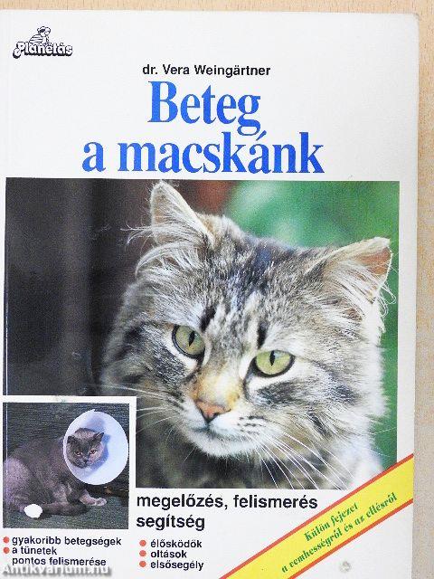 Beteg a macskánk