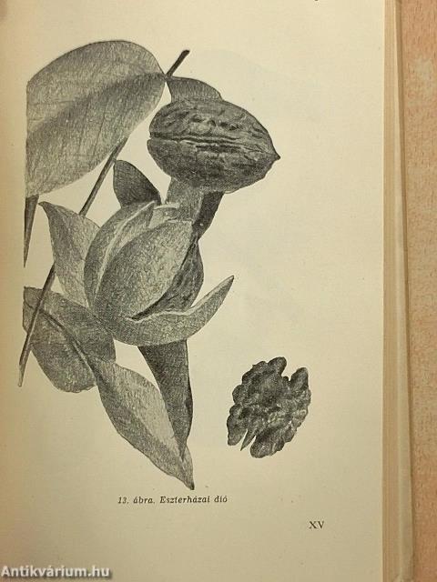 A házikert gyümölcsöse