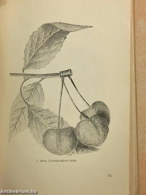 A házikert gyümölcsöse