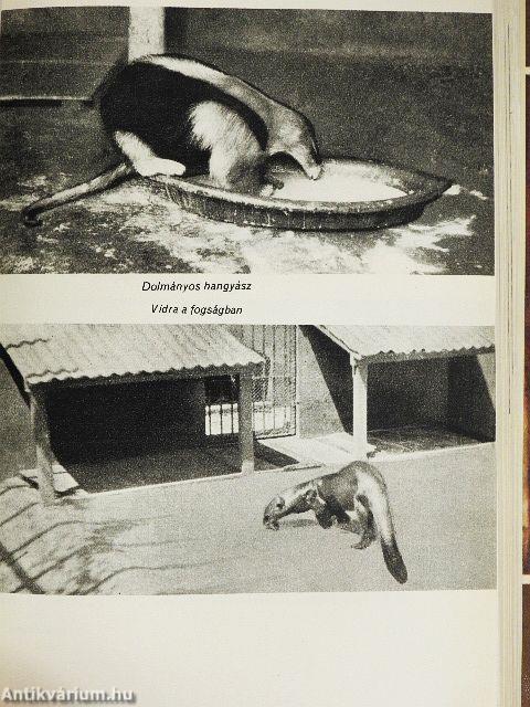 Jaguárországban