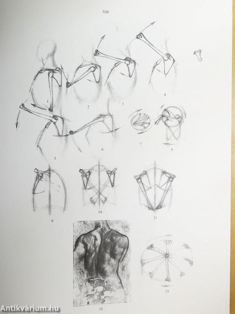 Művészeti anatómia