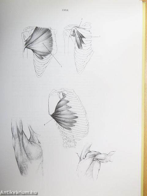 Művészeti anatómia