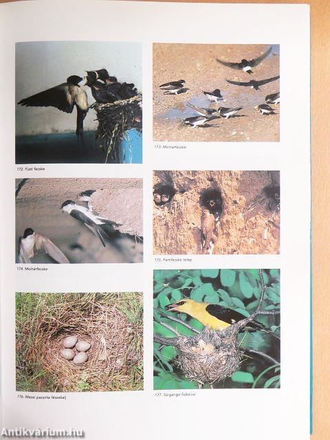 Magyarország madarai